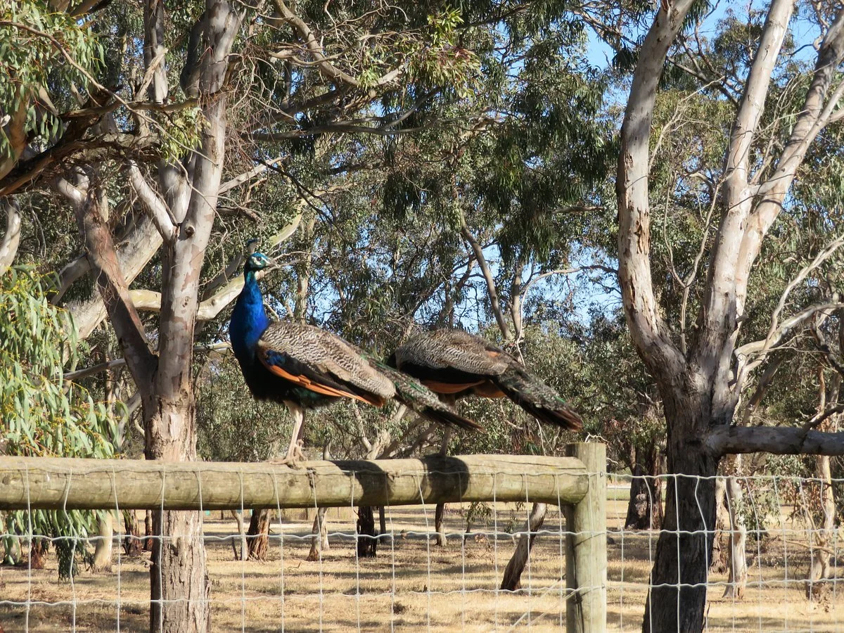 Bordertown Wildlife Park