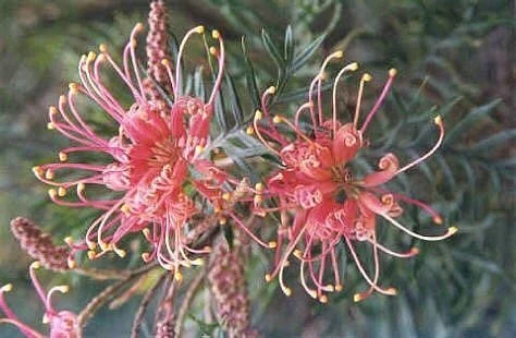 Pilchers Bridge Flora and Fauna Reserve