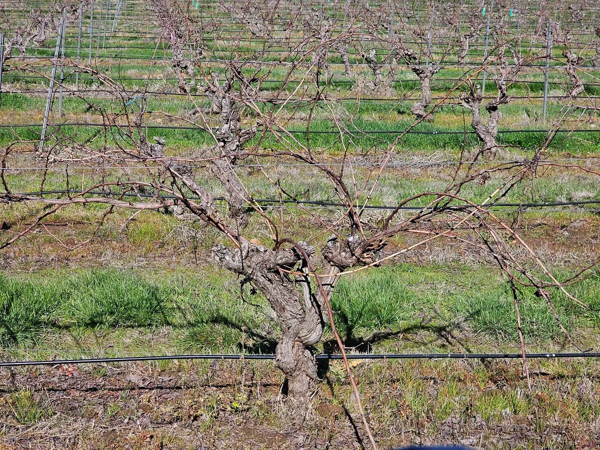 Rosenvale Vineyards