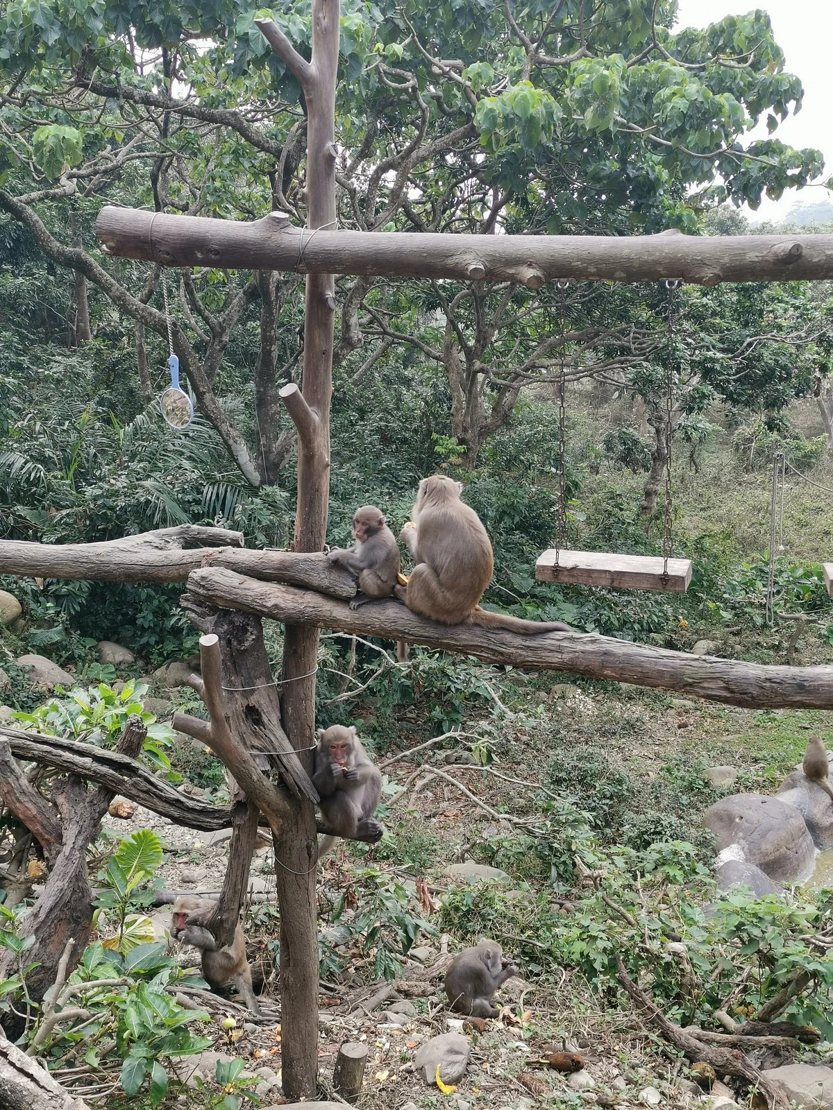 Uncle Guo Macaque Park
