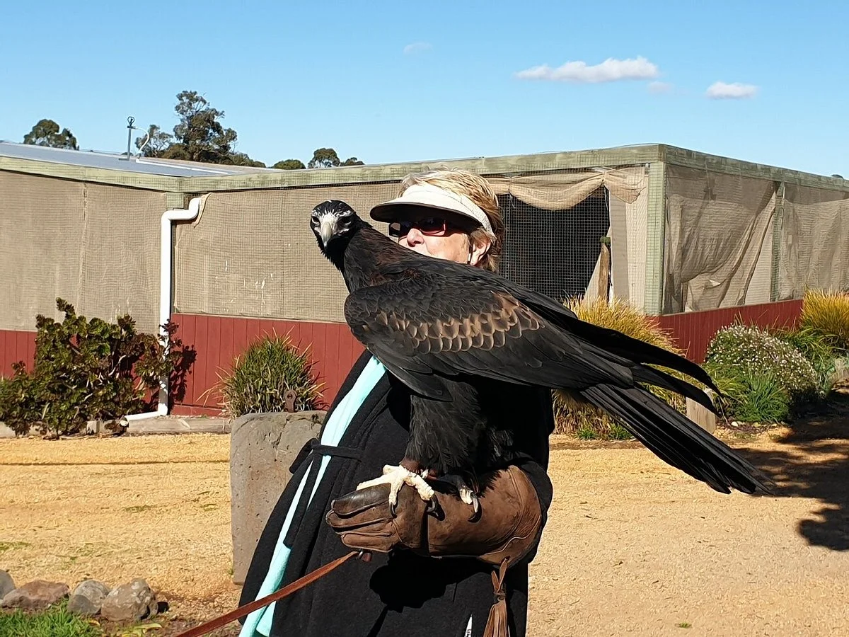 Full Flight Birds of Prey Centre