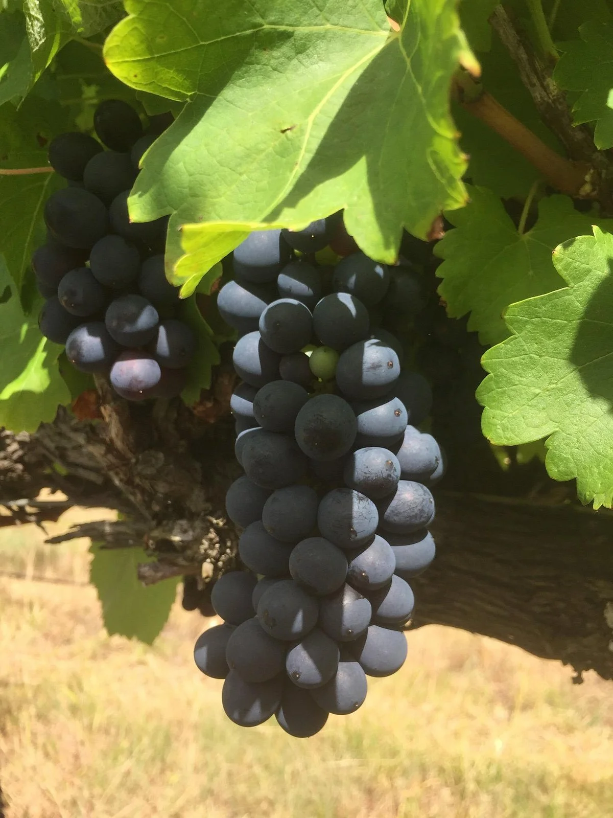 Normanby Wines