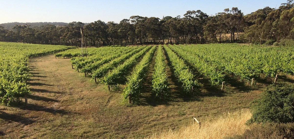 Sussex Squire Wines