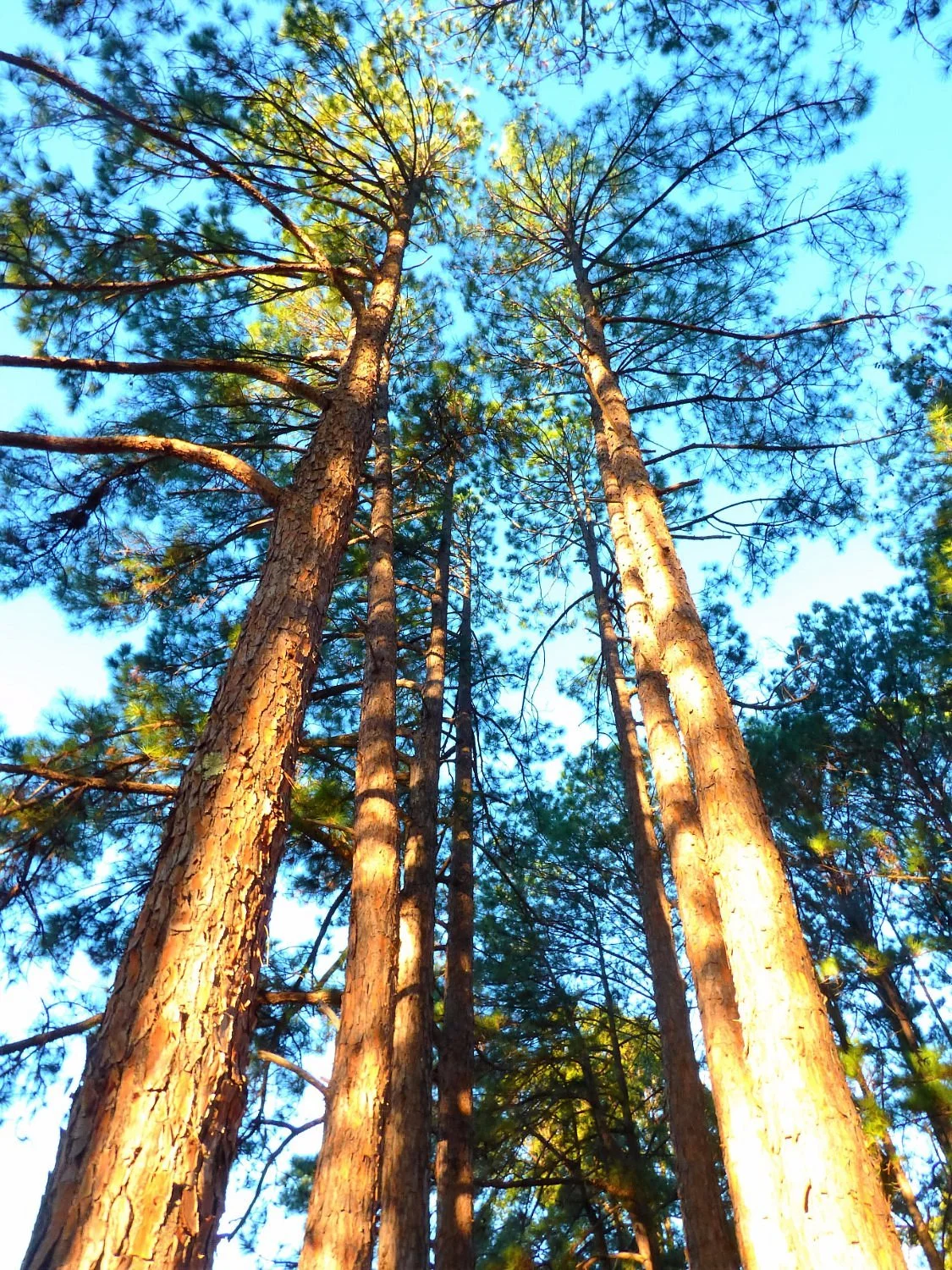 Lasiandra Park Wauchope