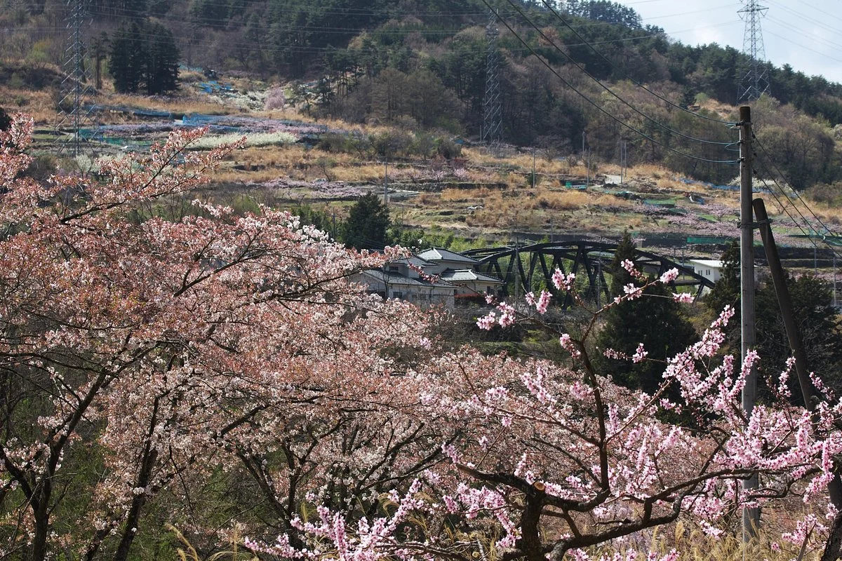 Misaka Road Sakura Park