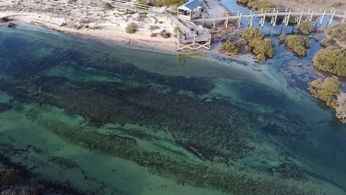 Arno Bay Mangrove Boardwalk