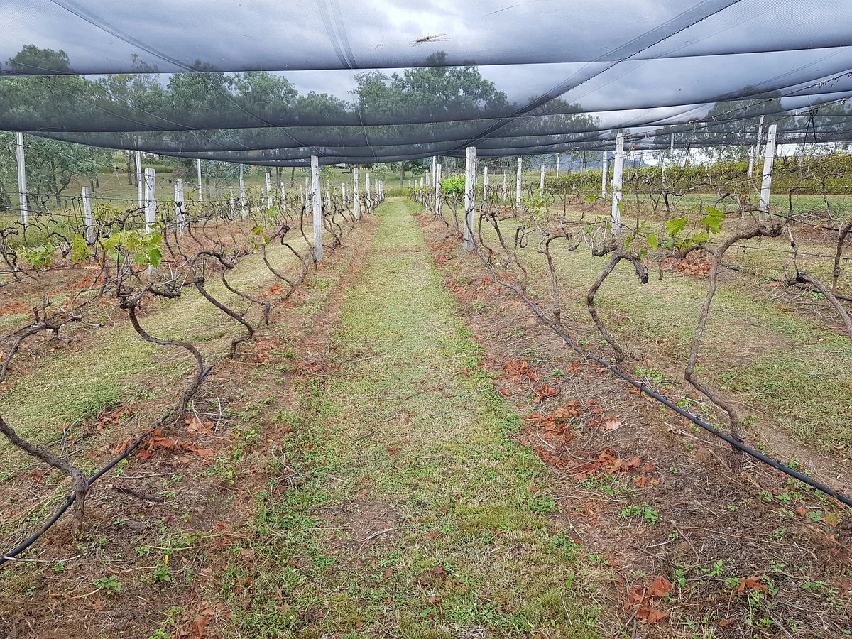 Bunjurgen Estate Vineyard