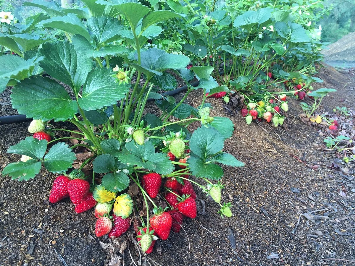 Otway Strawberries