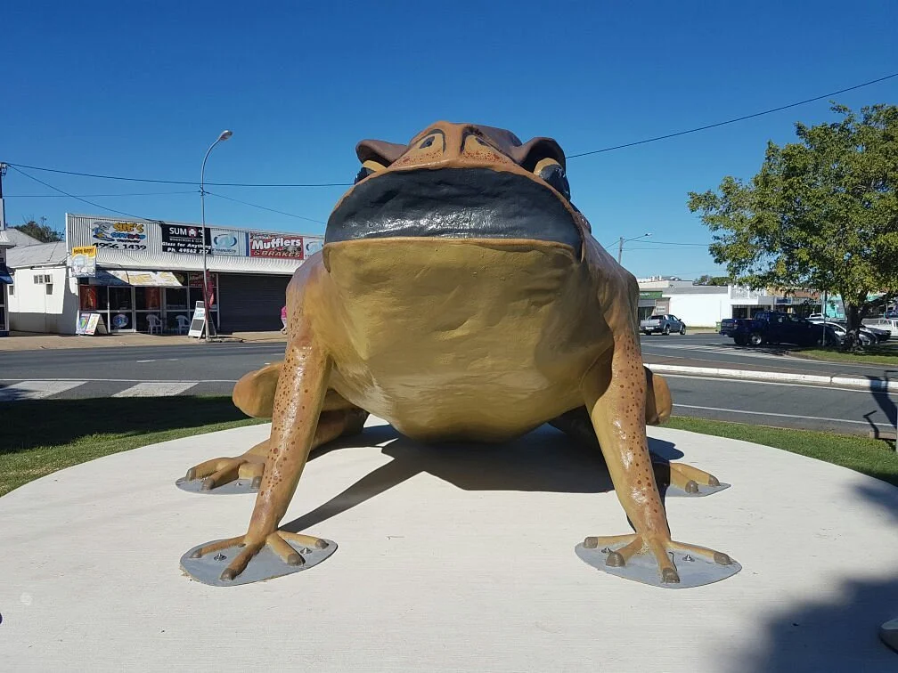 Big Cane Toad