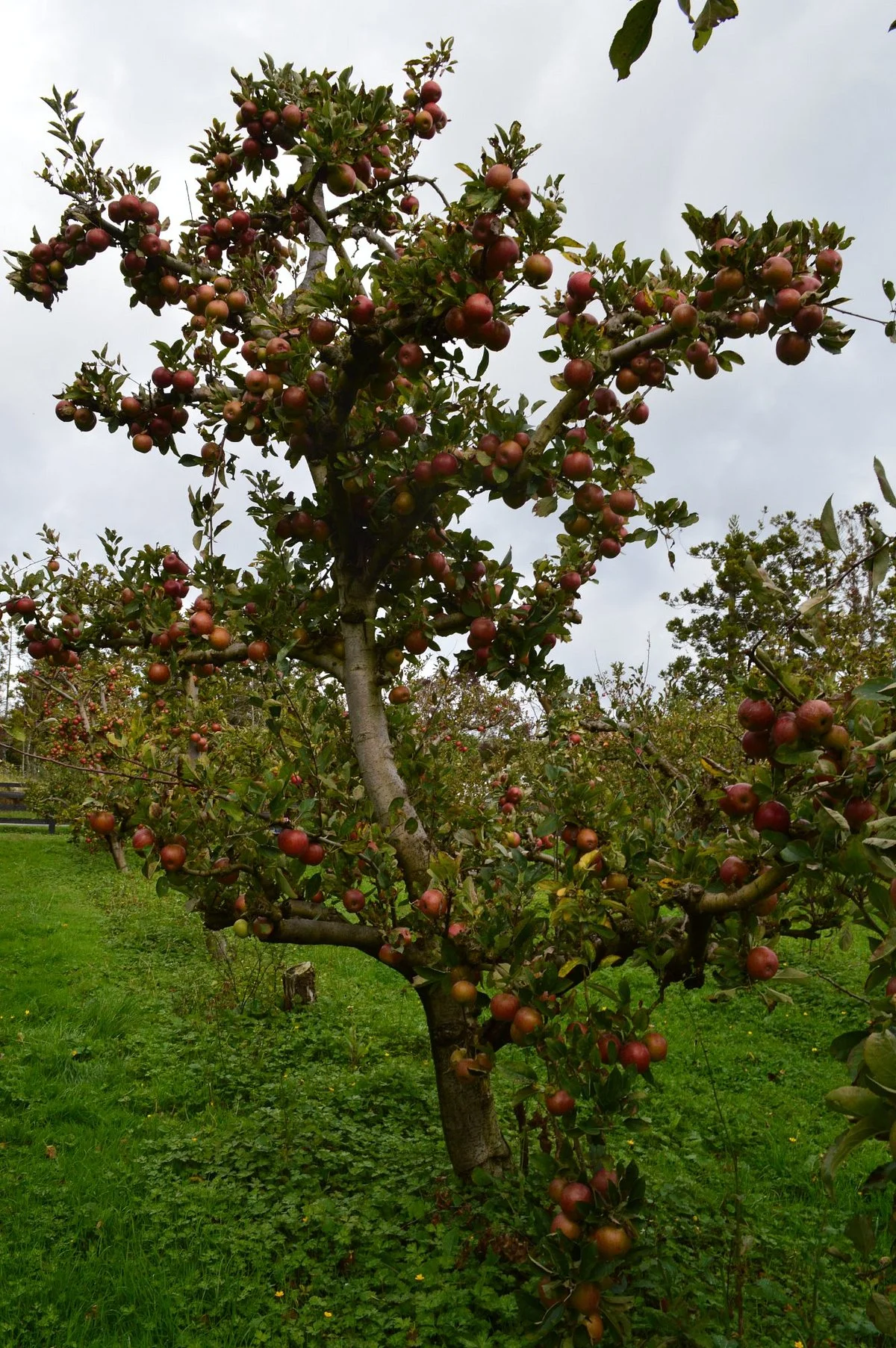 Windmill Orchard