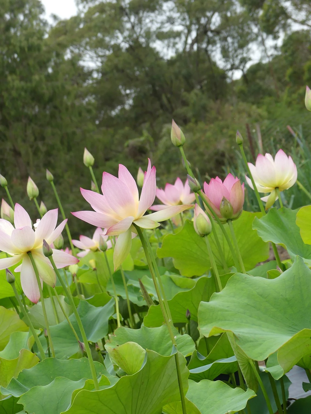 Wallis Creek Watergarden