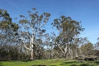Moree Reserve