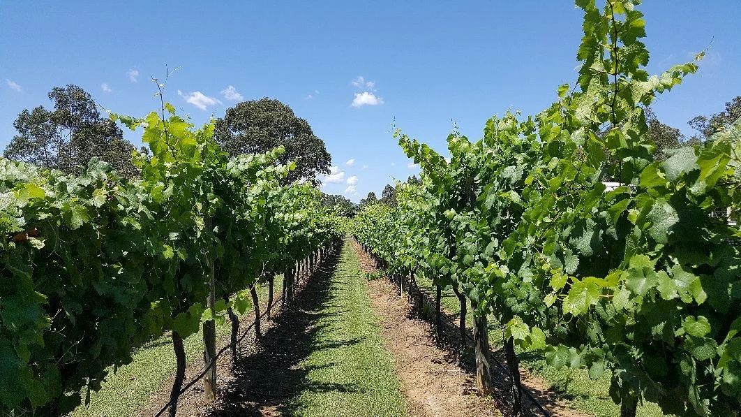 Kelman Vineyard