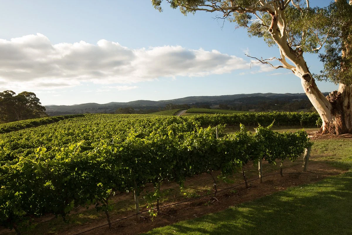Nepenthe Wines