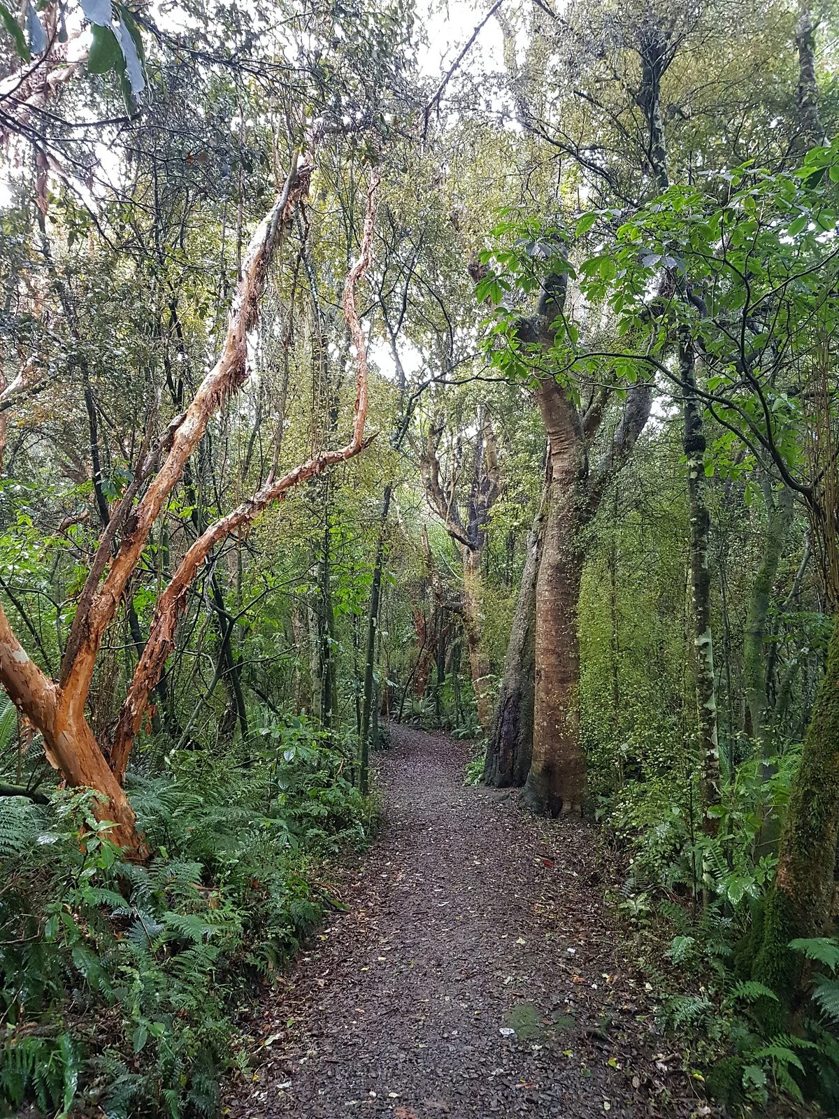 Kaka Point Walking Track