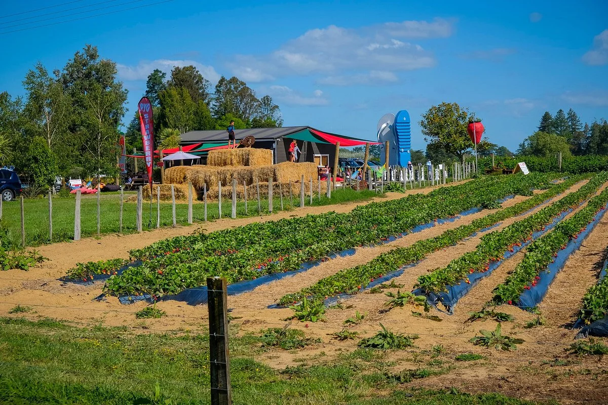 Whatawhata Berry Farm