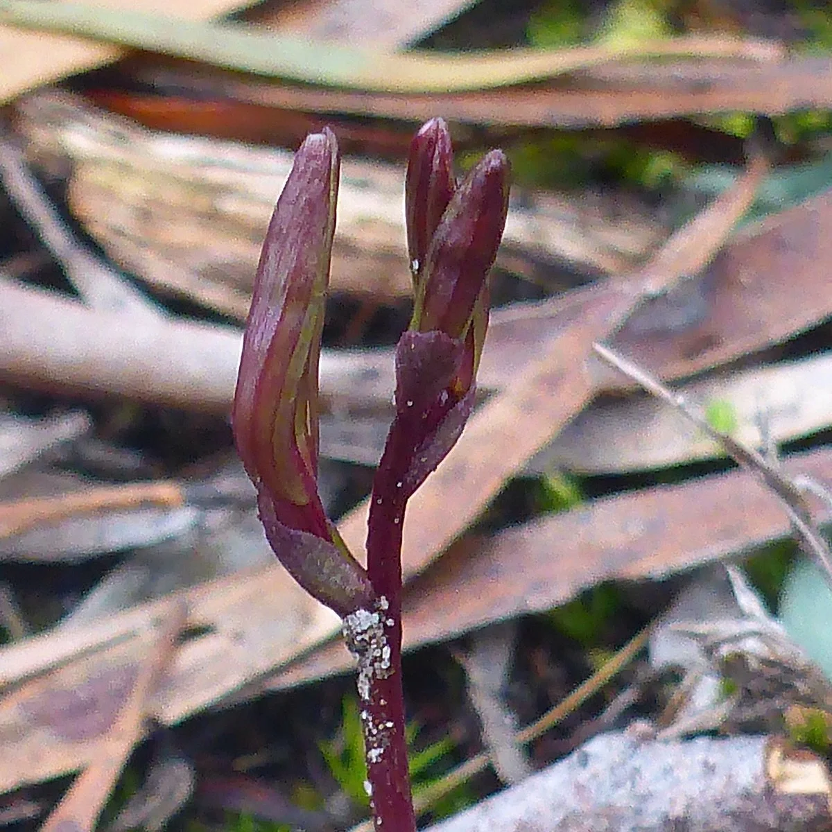Tom Gibson Nature Reserve