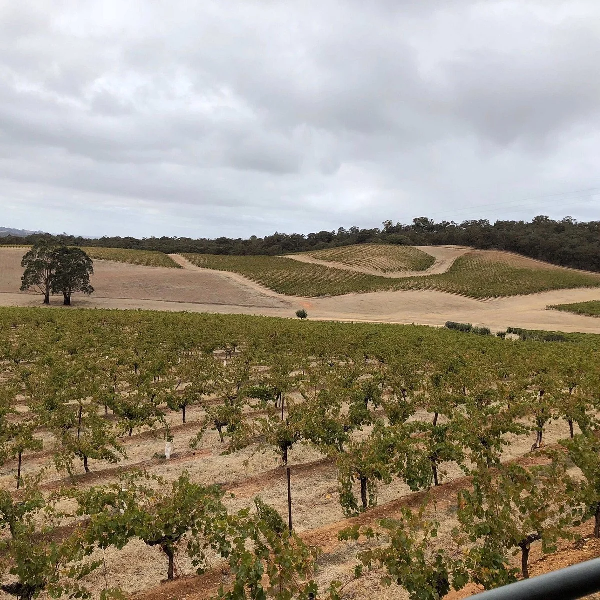 Mountainside Wines