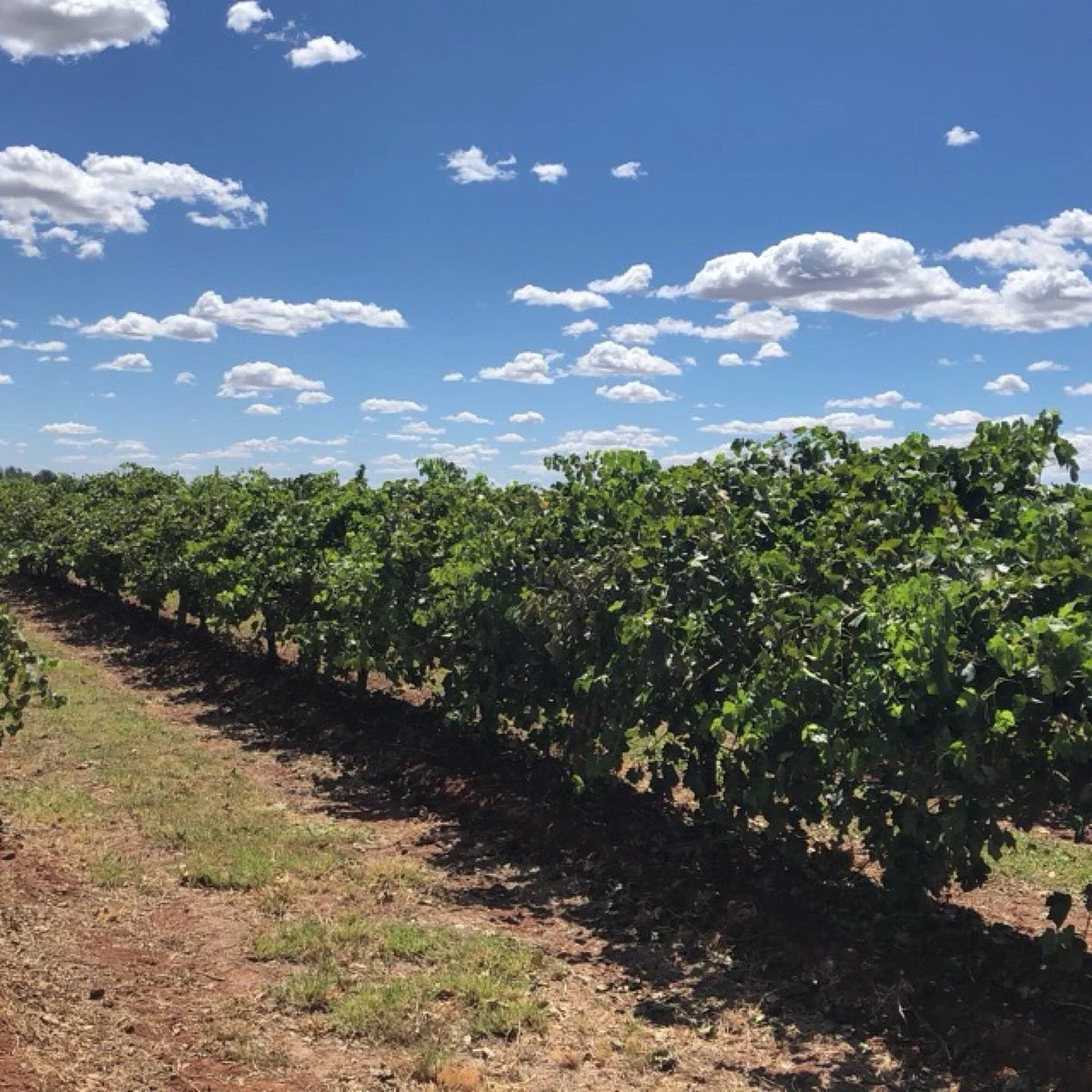 Catania Fruit Salad Farm Griffith