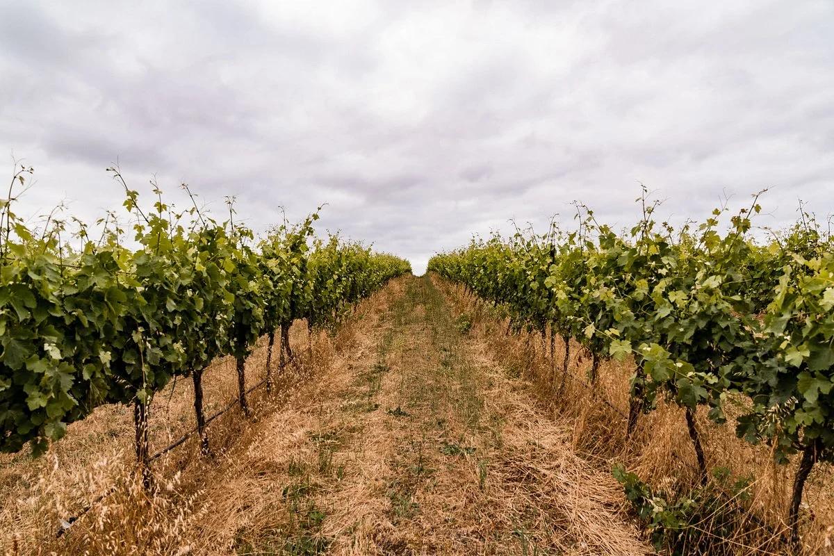 Frankland Estate Wines