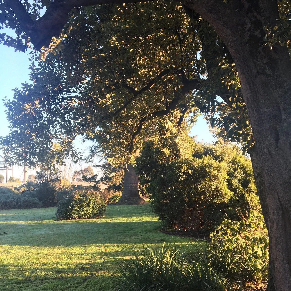 Brechin Gardens