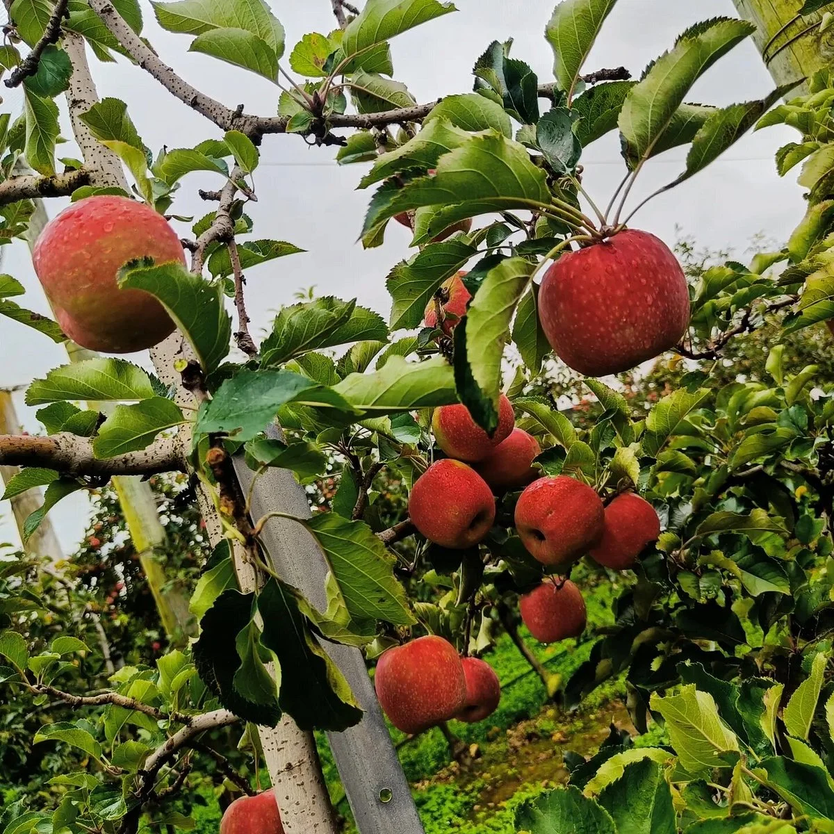 TNT Produce