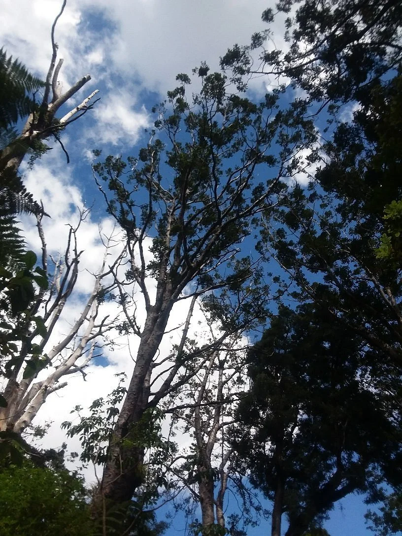 Yakas Walk