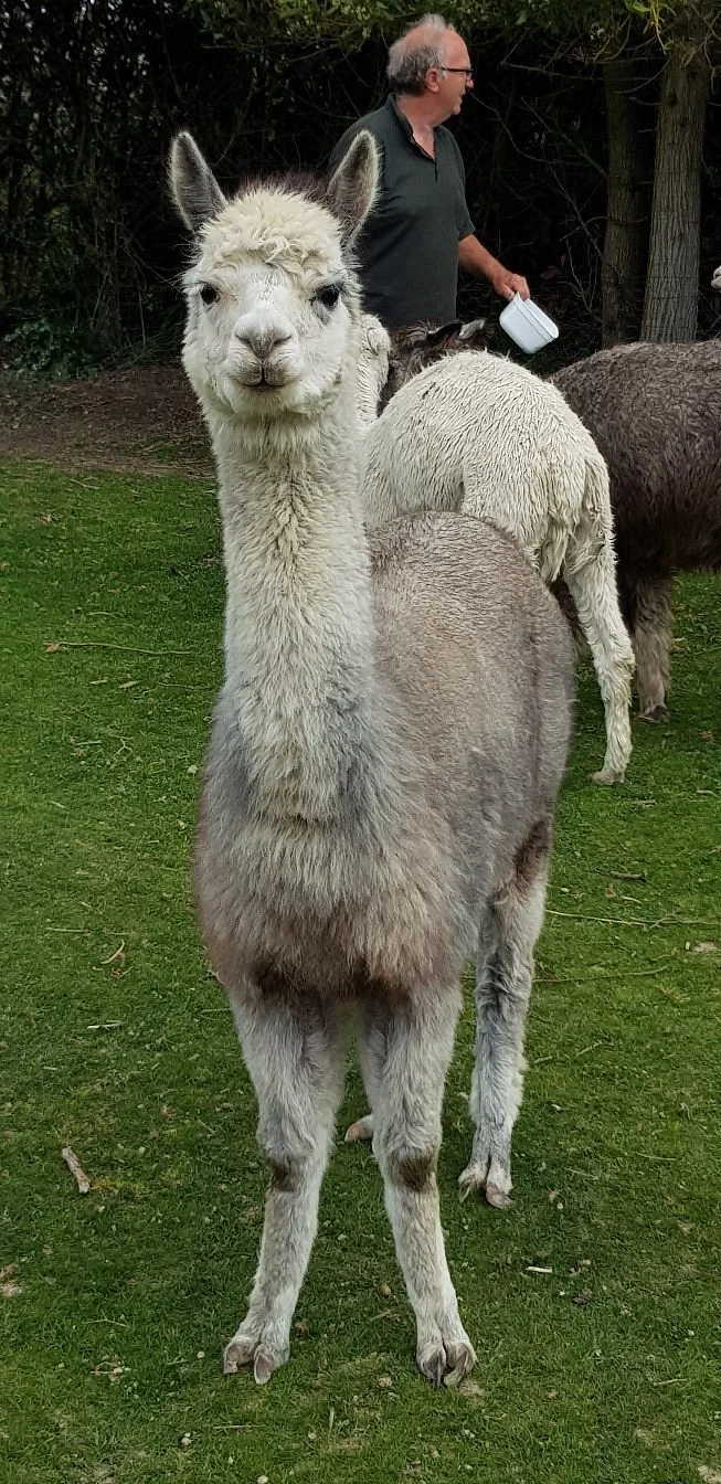 Windy Park Alpacas