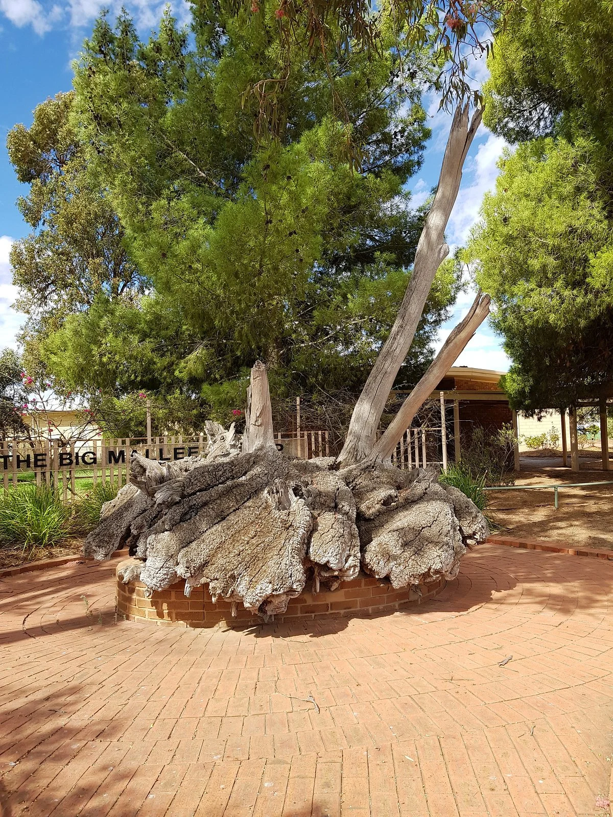 Big Mallee Root Stump