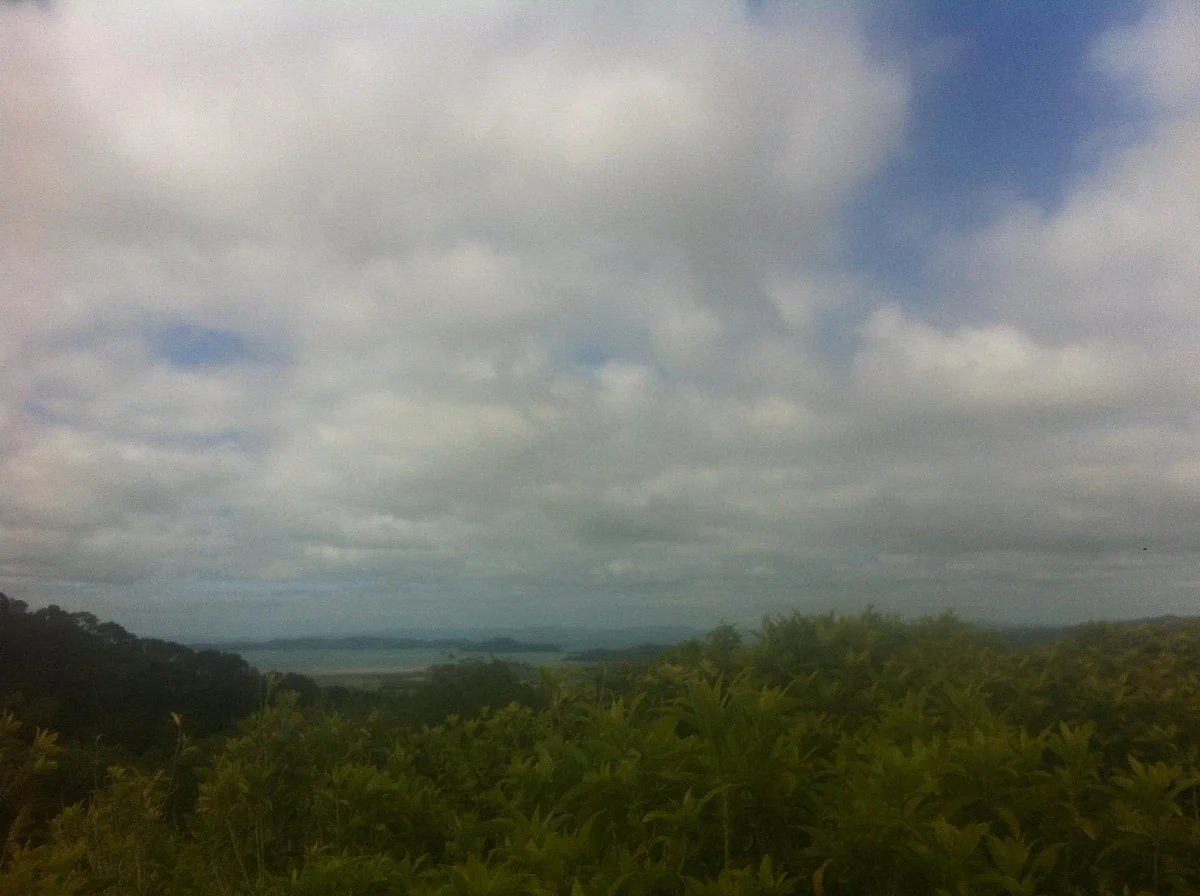 Clevedon Scenic Reserve