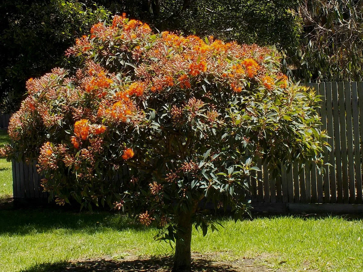 Foley Reserve