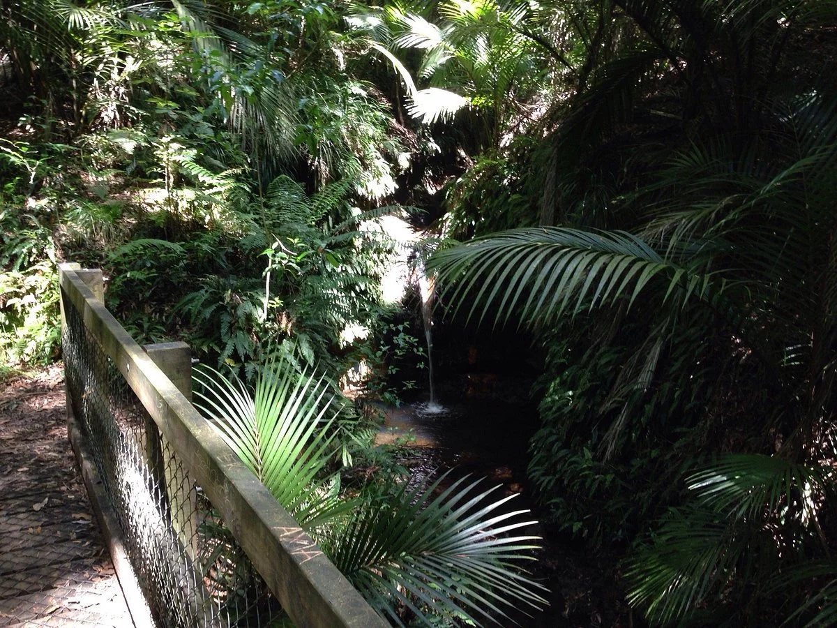 Ratapihipihi Scenic Reserve Walk