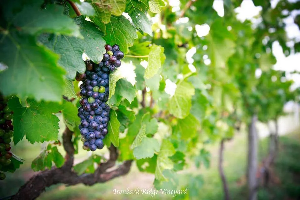 Ironbark Ridge Vineyard