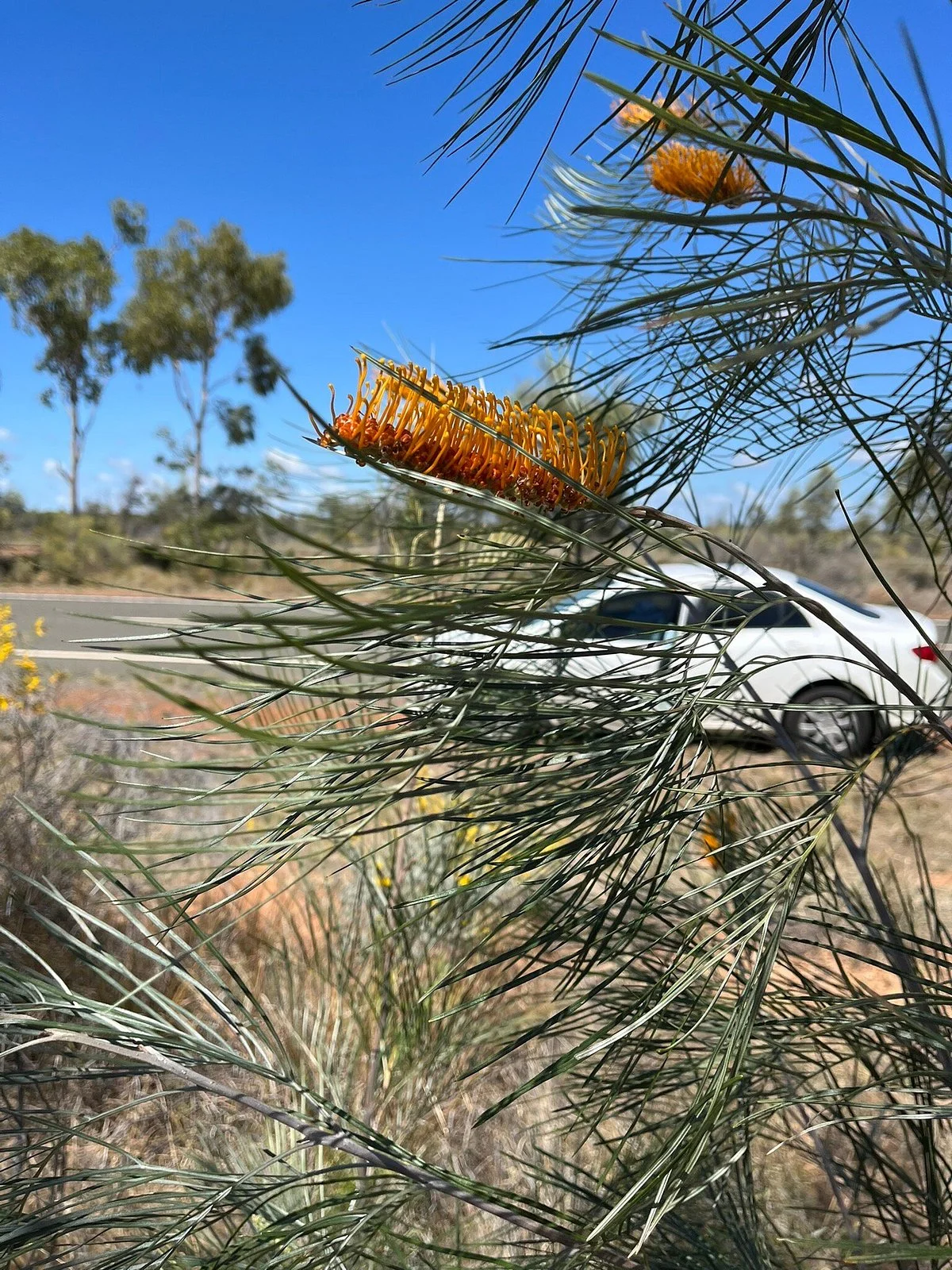Barcaldine Tourist Information Centre