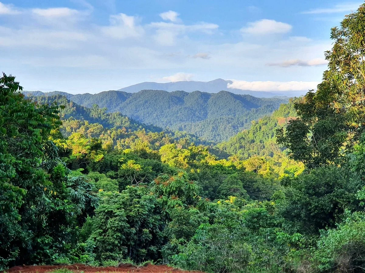 Rainforest Heart tropical Bushfood Orchard
