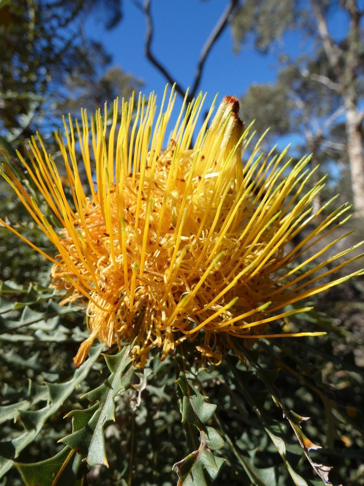 Boyagin Rock Nature Reserve