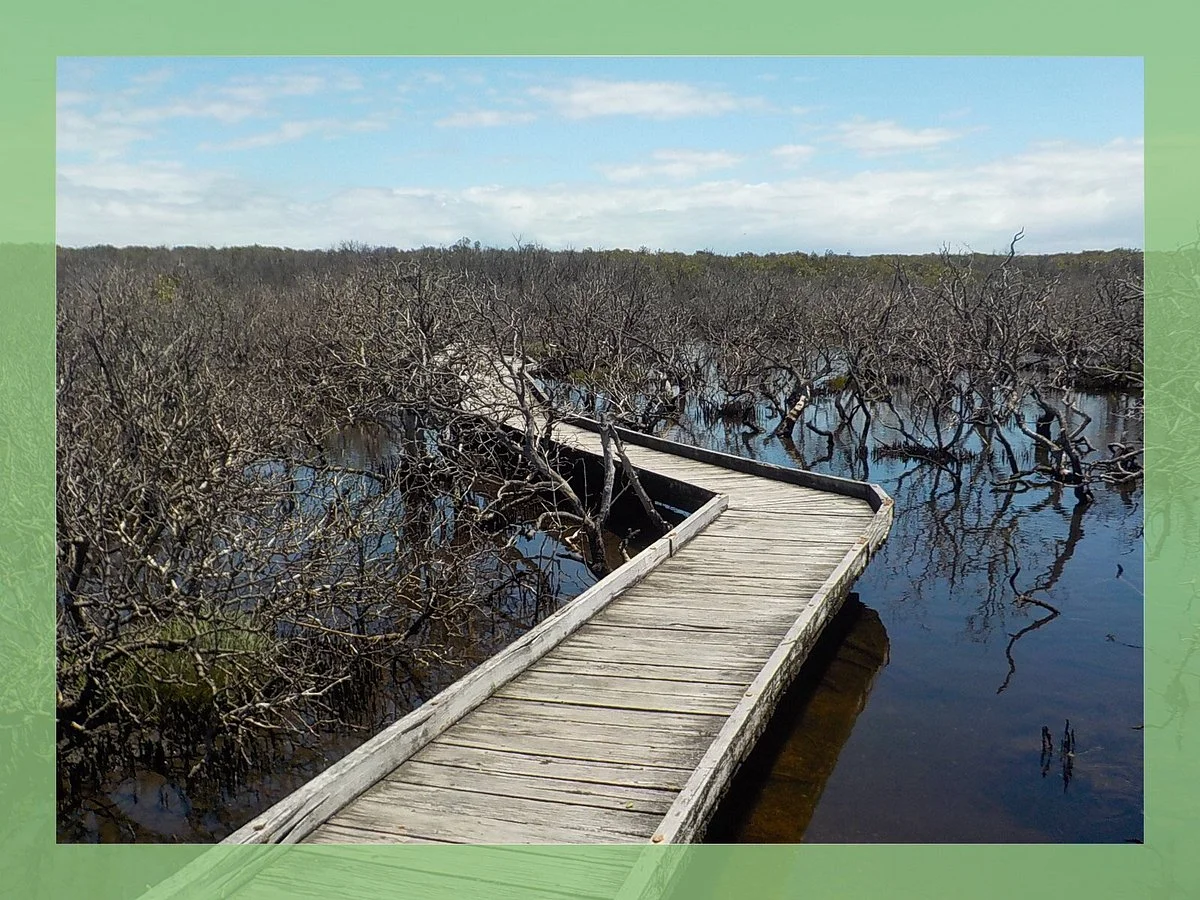 St Kilda Mangrove Trail and Interpretive Centre