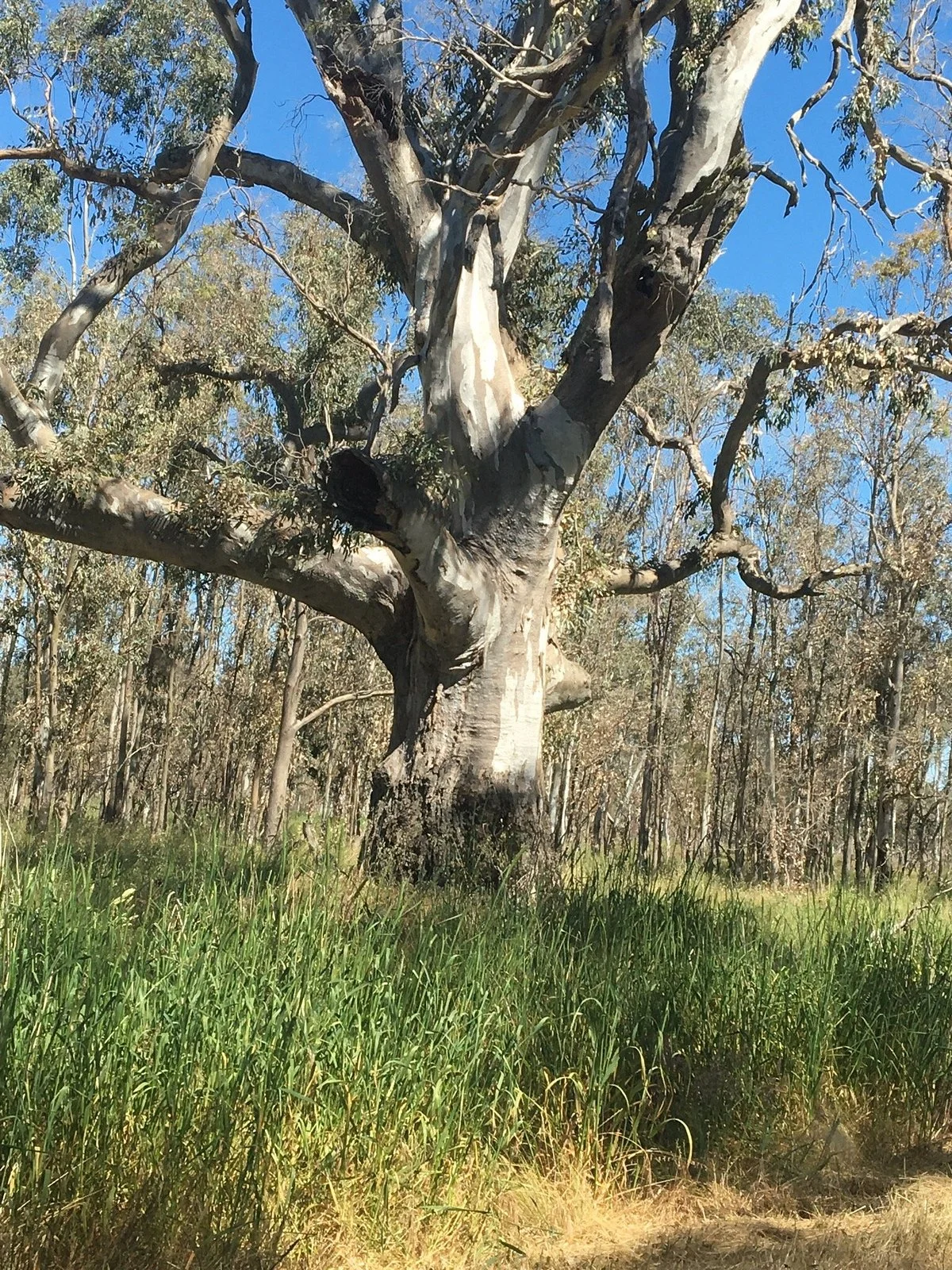 Leah Swamp Wildlife Reserve