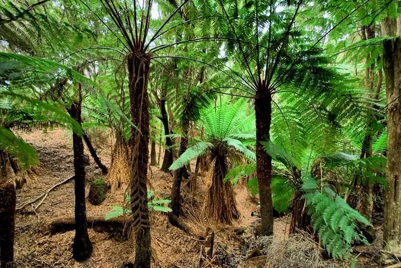 King Island Nature Reserve