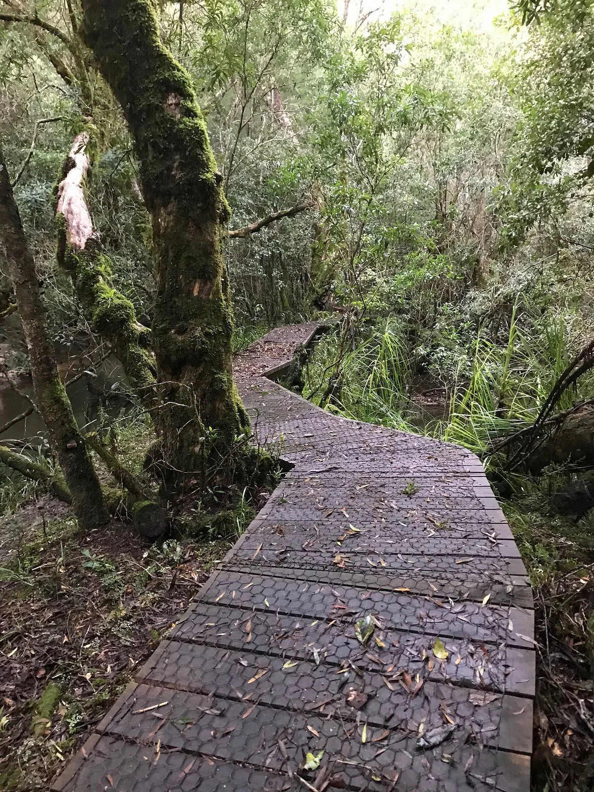 Drummer Rainforest Walk