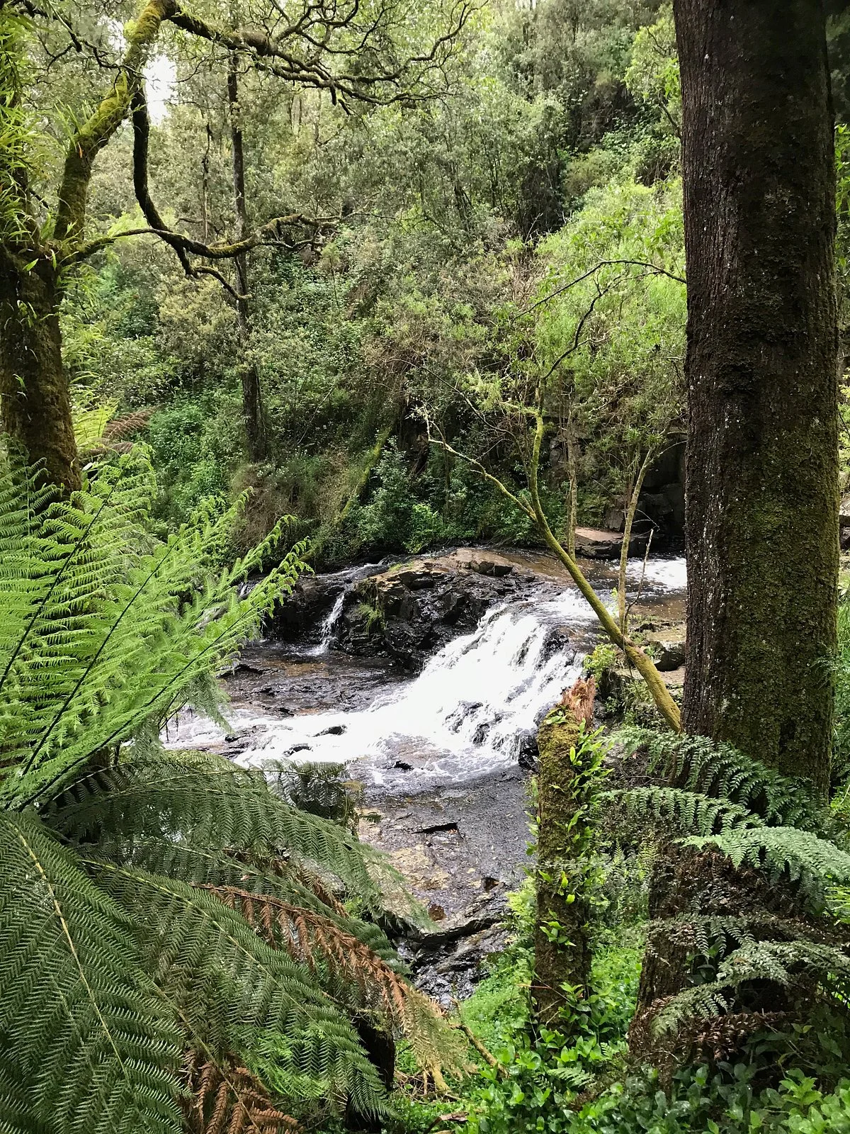Turton Creek reserve