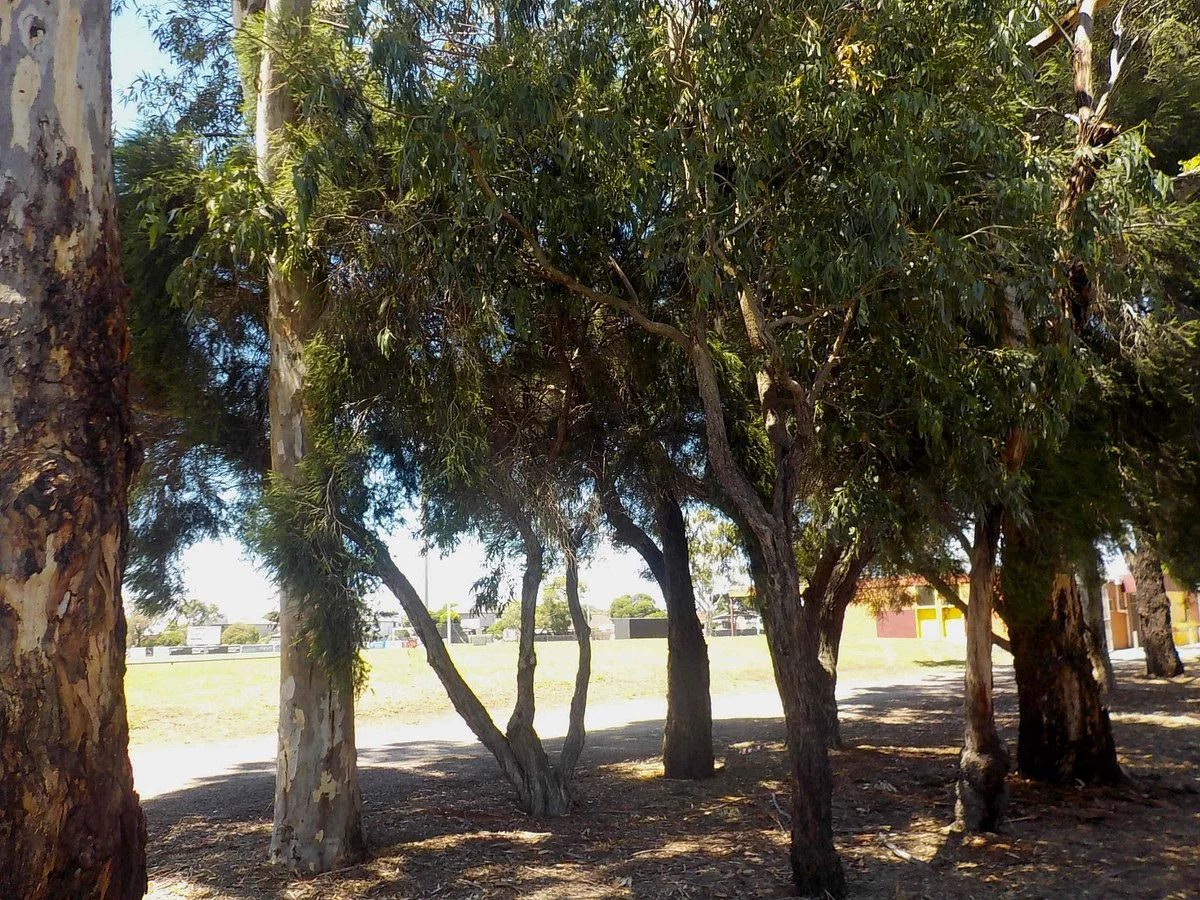 H C Kim Reserve