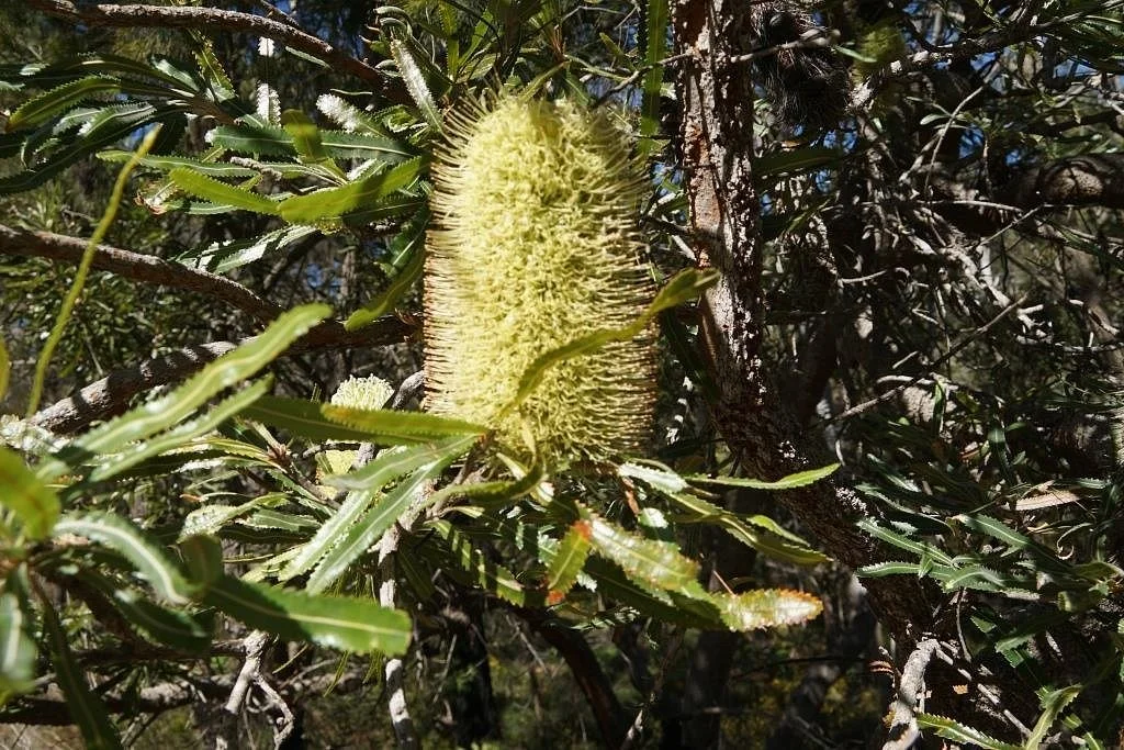 Naree Budjong Djara National Park