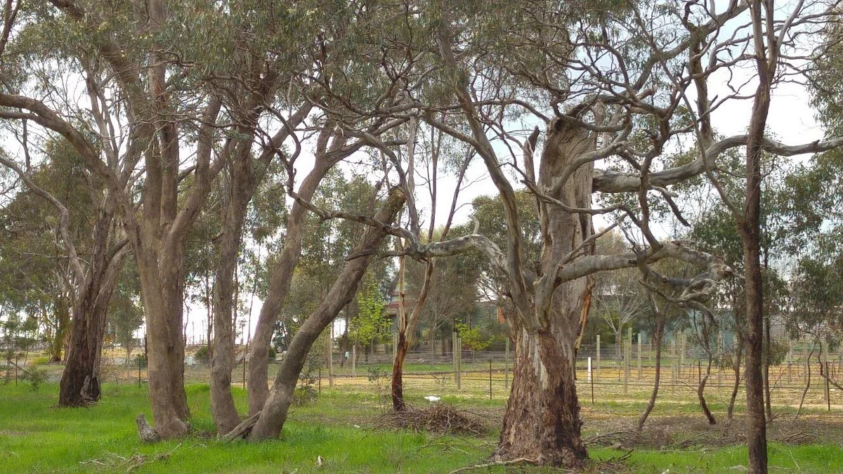 St Ignatius Vineyard