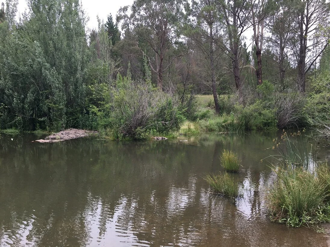 Armidale Pine Forest