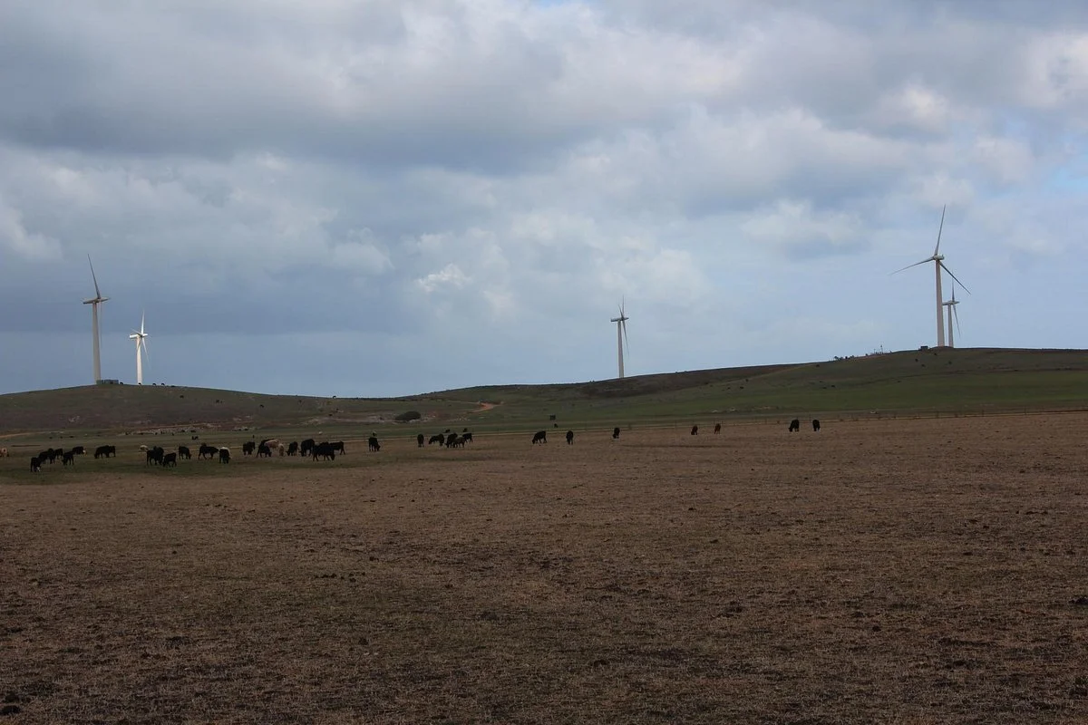 Codrington Wind Farm