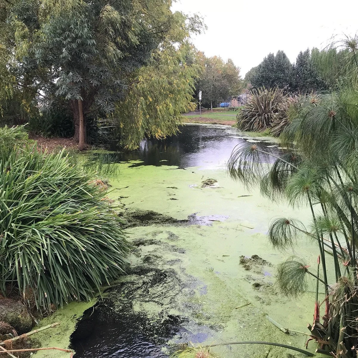 Penshurst Wetlands Public Gardens