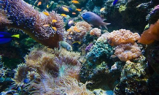 Sea Life Sydney Aquarium