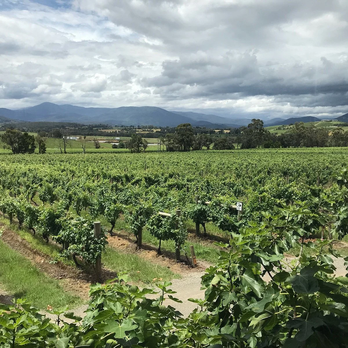 Yarra Yering