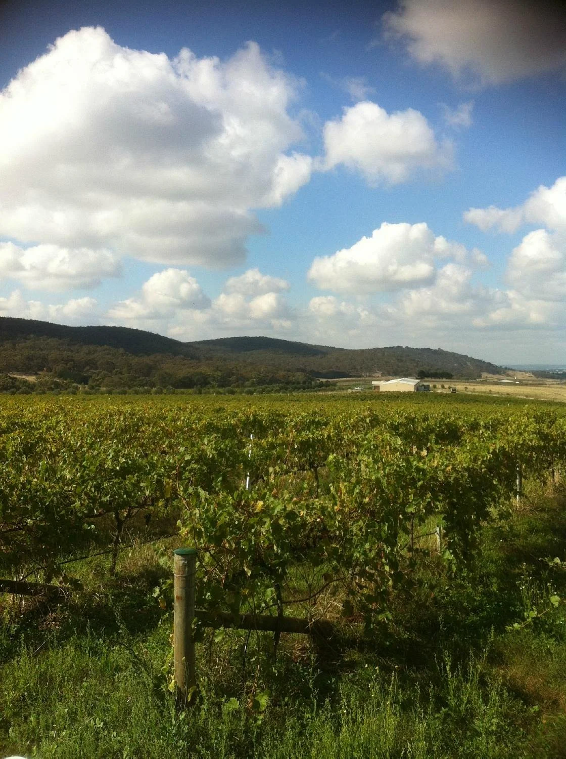 Toolern Vale Hills Winery